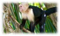 capuchin-monkey.jpg